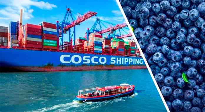 Zim farmers crack Chinese market with first blueberry shipment