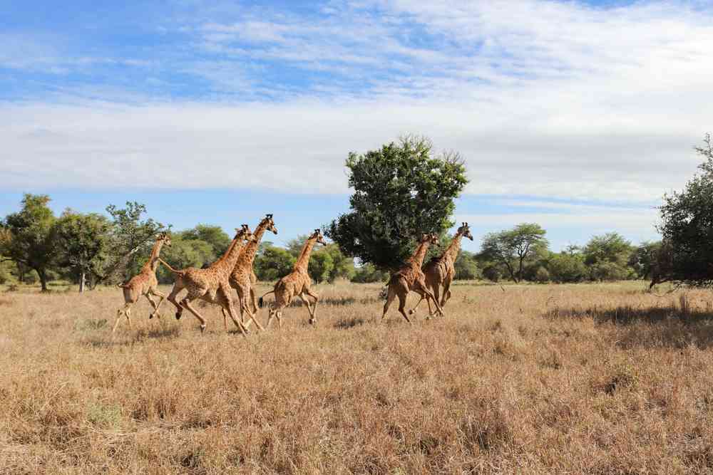 Zimbabwe plans to translocate zebras, giraffes, hyenas to Equatorial Guinea