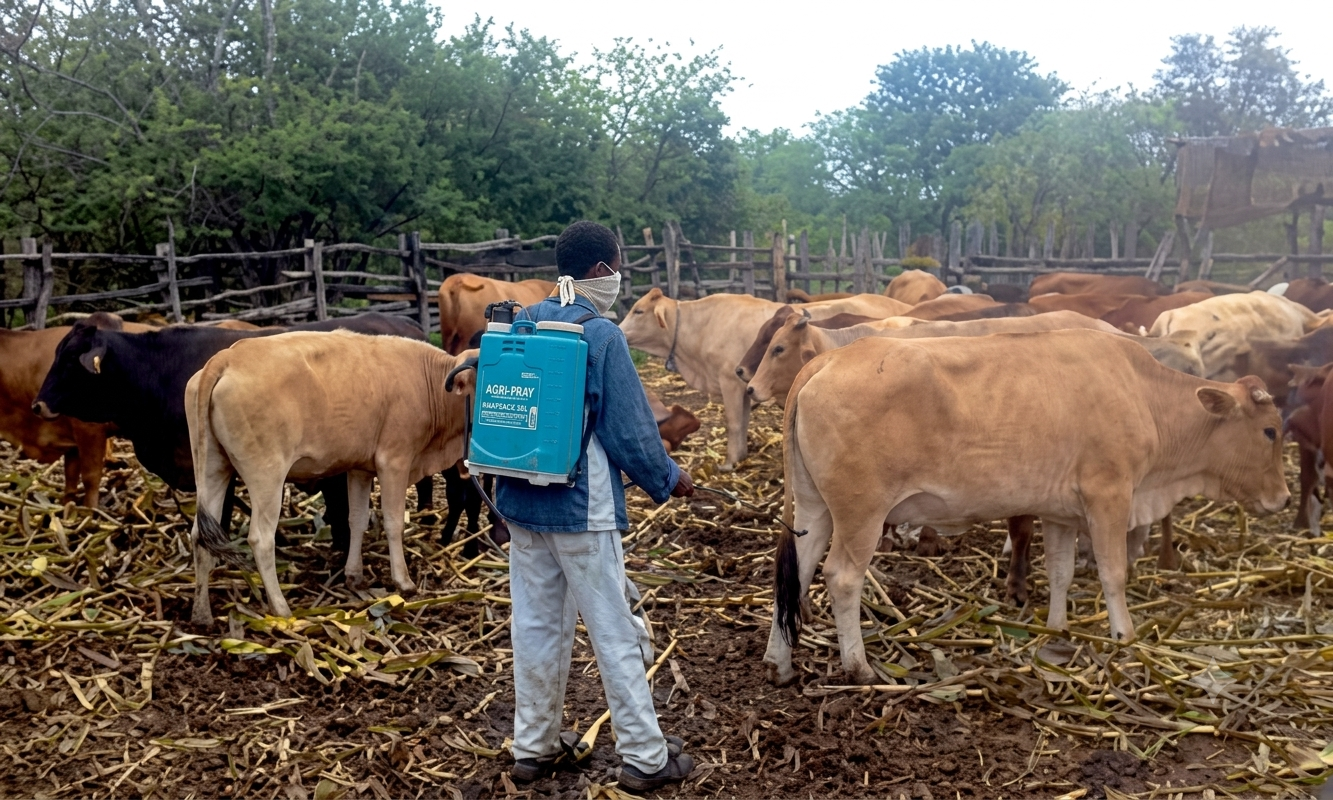 Zimbabwe steps up livestock protection with increased anthrax vaccinations