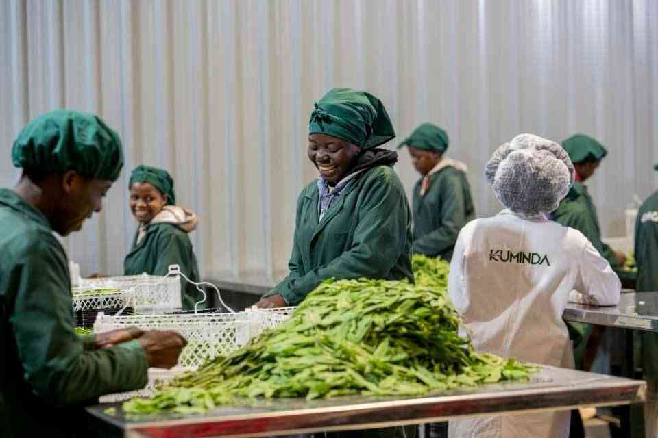 Kuminda connects Zimbabwean farmers to lucrative European Union horticultural export markets today