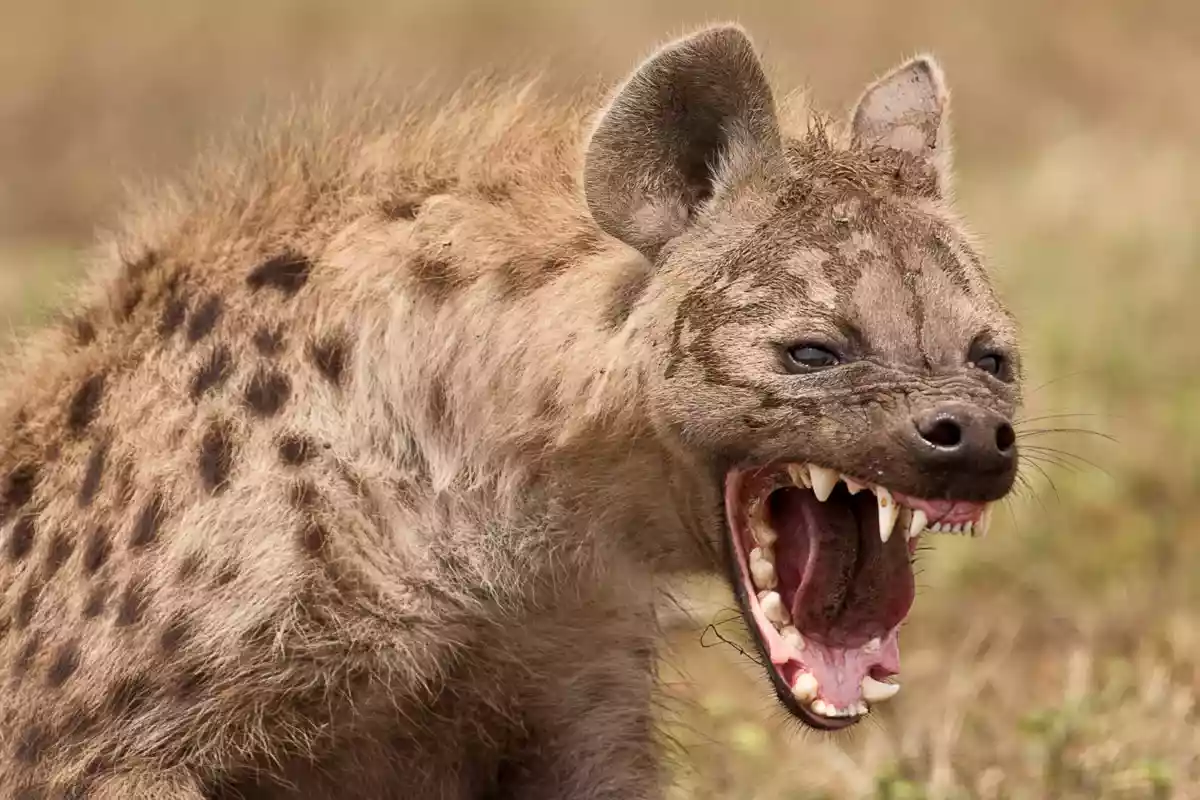 Hyenas wreak havoc in Nkayi 