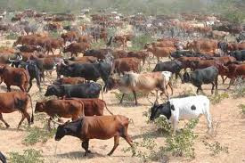 Hwange MP raises alarm over stock theft by foreigners