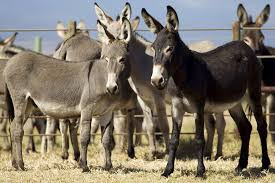 Donkeys: The unsung heroes of communities