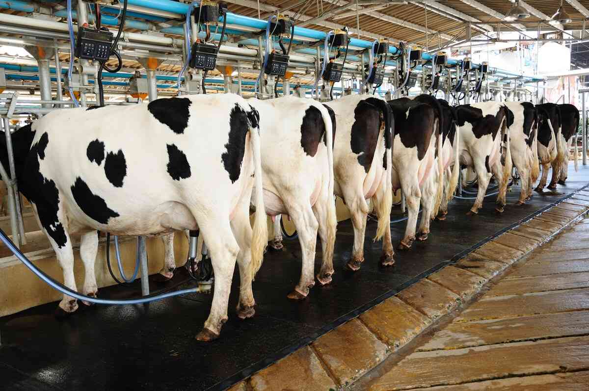 Masvingo’s dairy farm ramps up milk production