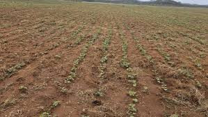 Community gardens boost food security in Tsholotsho