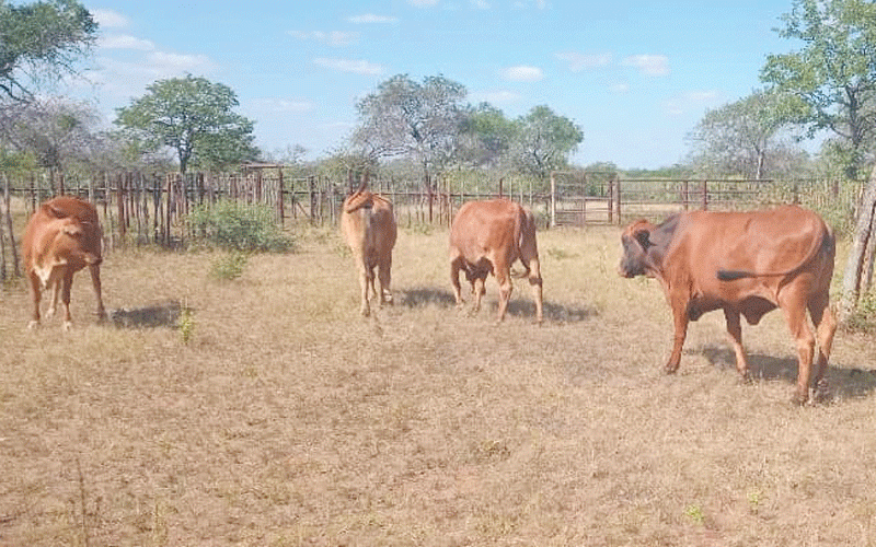 Gwanda villagers recover 4 of 30 stolen cattle