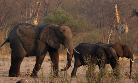 Boost for Zim’s wildlife conservation