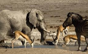 ‘Preserve wildlife and environment for national development’