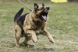 Dog eats newborn baby in Kwekwe