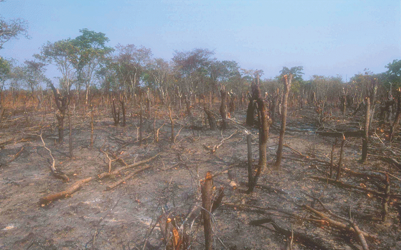 Gutu chiefs take tough stance against deforestation