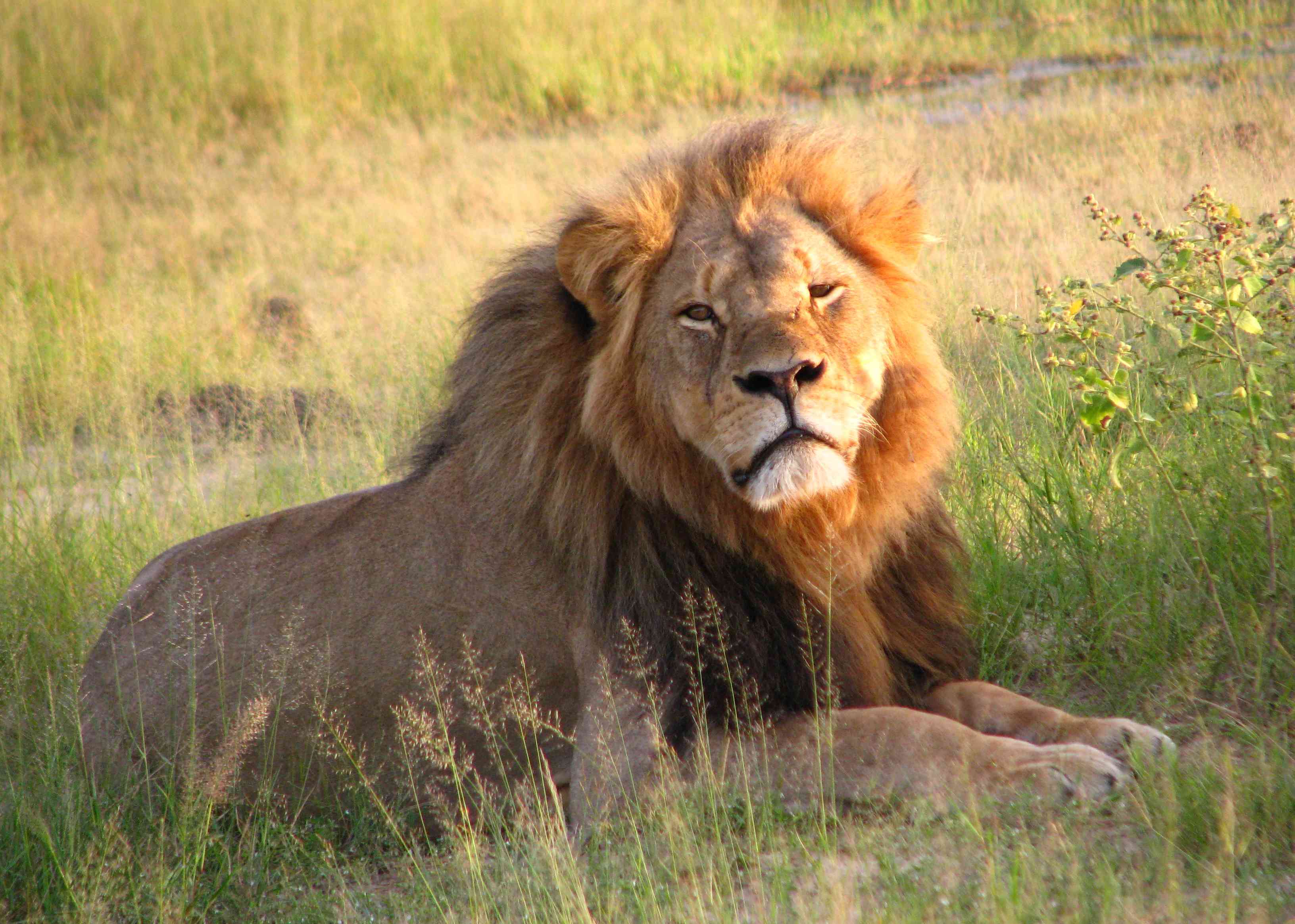 Cecil’s legacy, a decade of debate