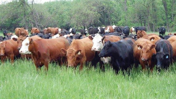 Mat South villagers unite to fight stocktheft