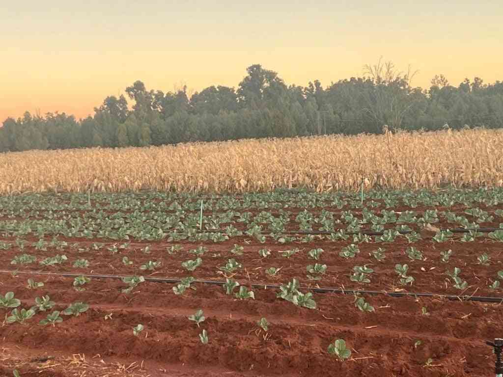 Beitbridge farm boosts food security under arid conditions