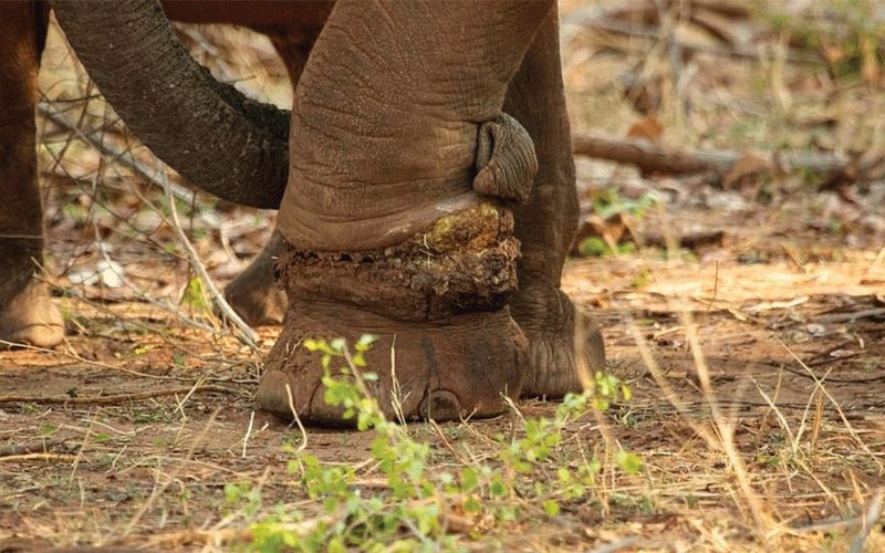Snares remain a threat to wildlife in Hwange