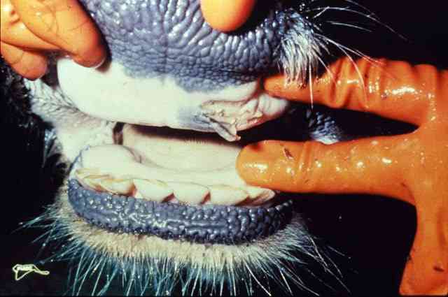 43K animals vaccinated against FMD in Beitbridge