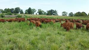 WWF Zim sets course for greener grazing