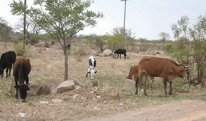 Hwange destroys illegal kraals in town