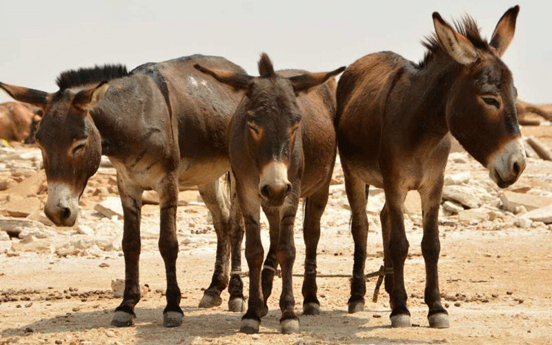 Gweru issues ultimatum to stray animal owners