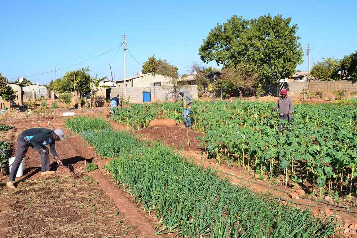 Bulawayo’s suburban community gardens drive urban farming
