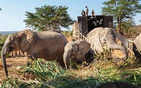 Human-wildlife conflict intensifies along Bulawayo-Victoria Falls road