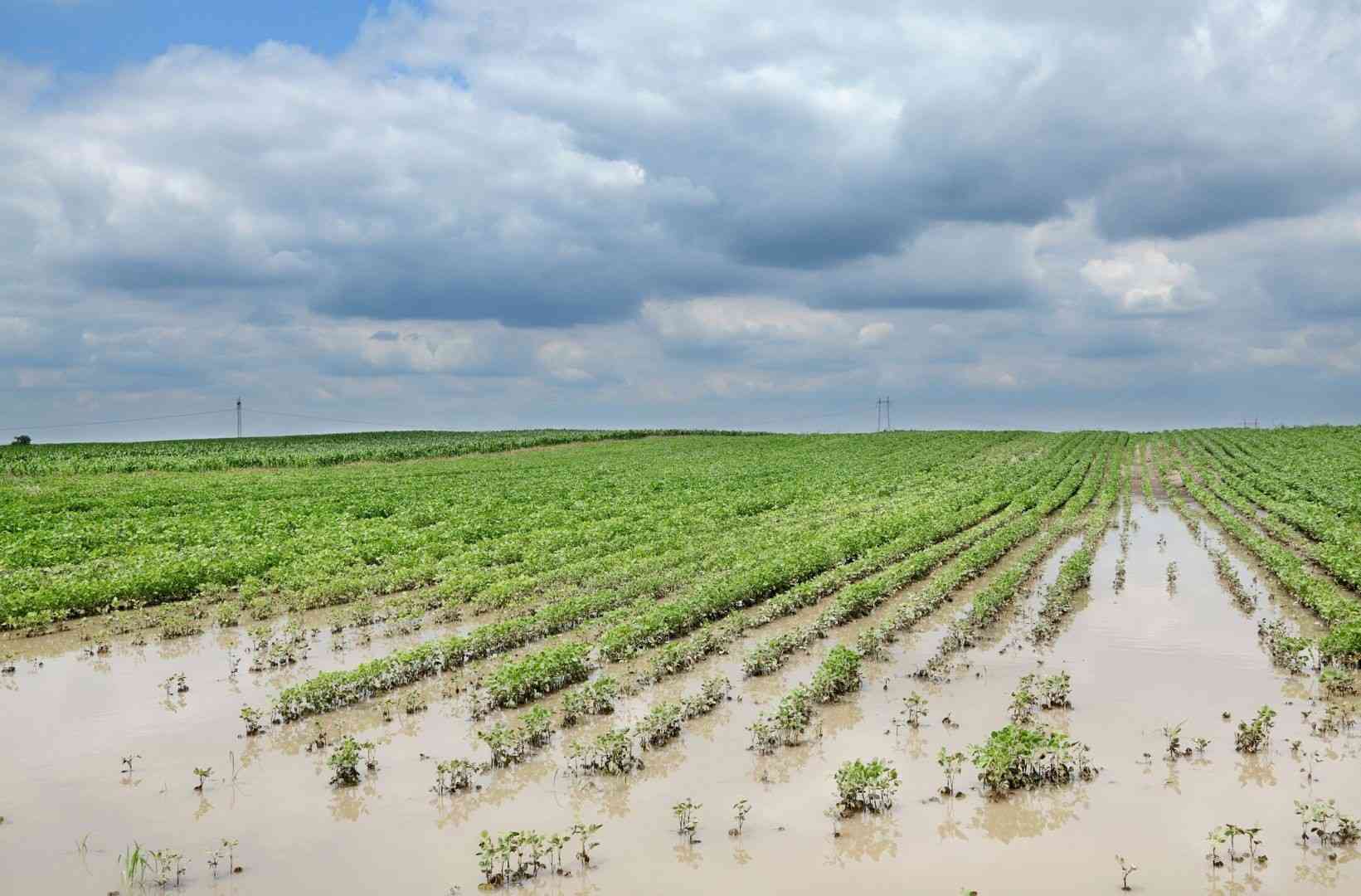 Mat’land farmers raise concern over water logging
