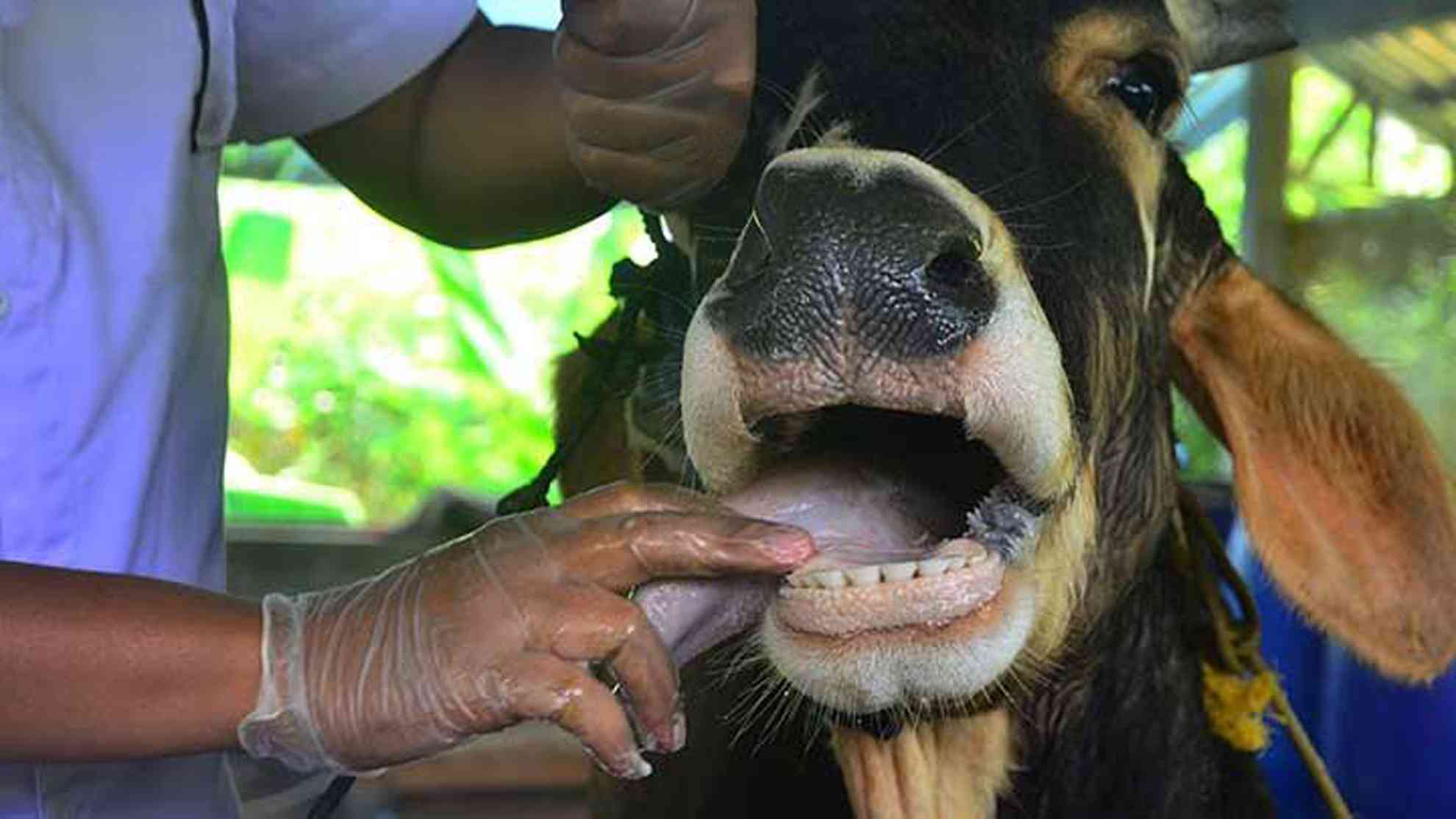 FMD outbreak confirmed in Mangwe