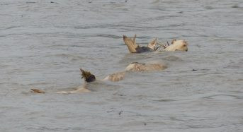 Matabeleland, Masvingo regions face flooding: Report