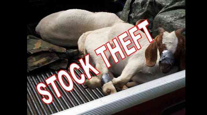 Bulawayo duo on trial for stocktheft