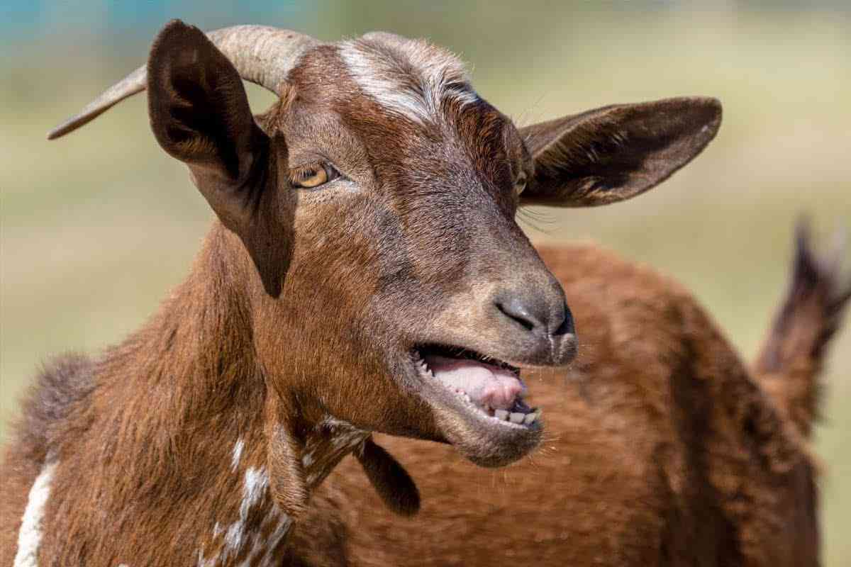 Goat thieves in hot soup