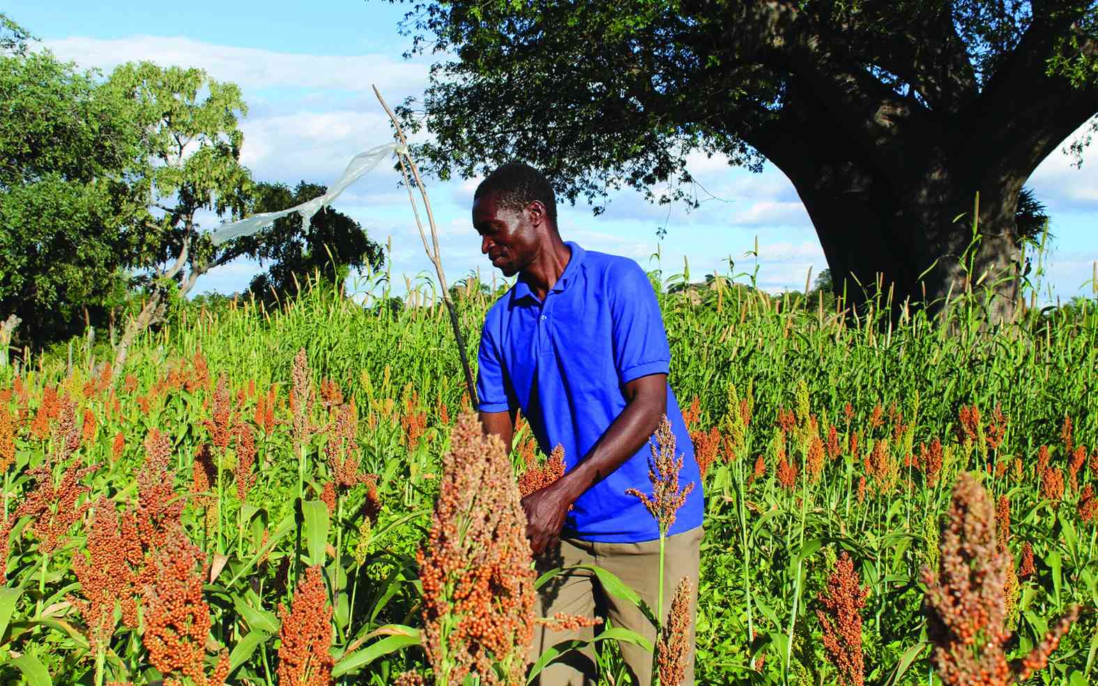Matobo farmers reap big in small grains