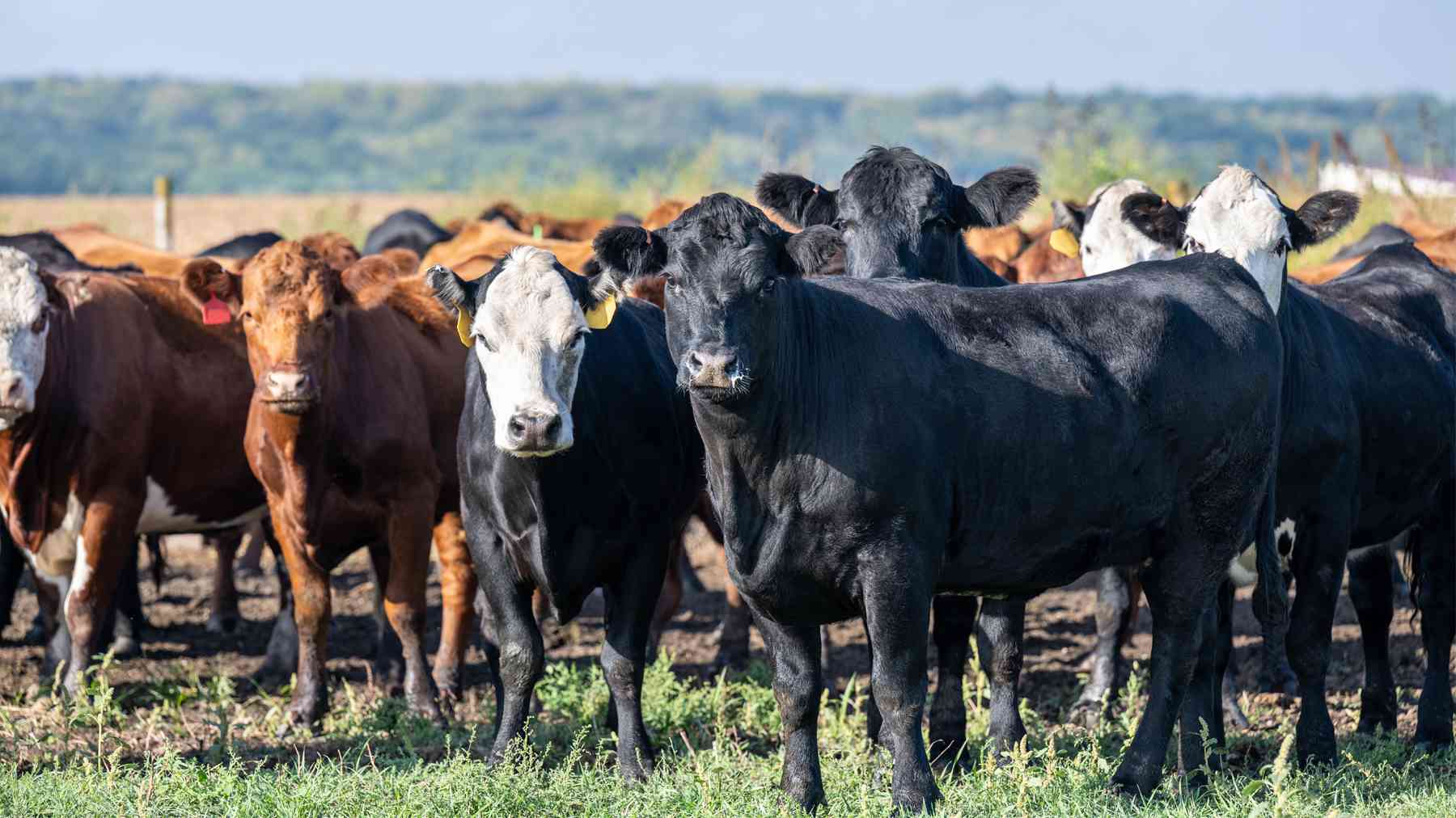 Matabeleland cattle farmers appeal for assistance