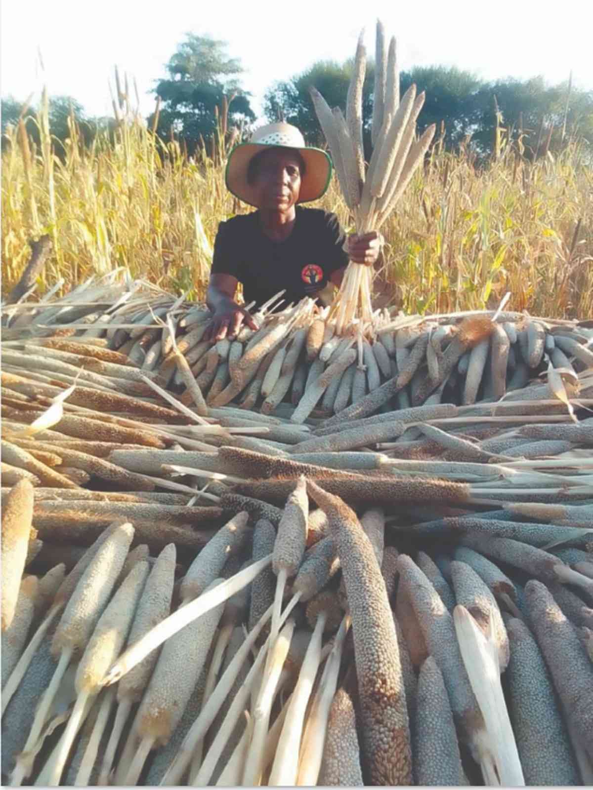 Drought drives farmers to small grains in Mat South