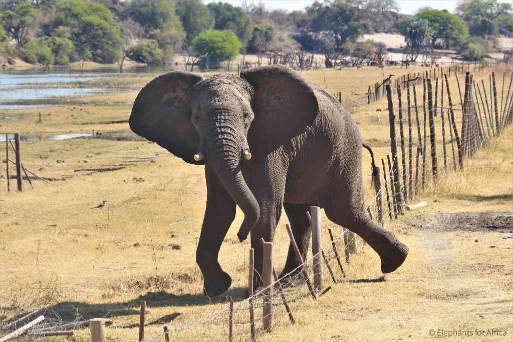 Binga’s unending struggle with human-wildlife conflict