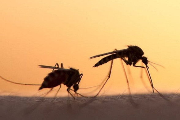 Imported malaria cases put Bulawayo on alert