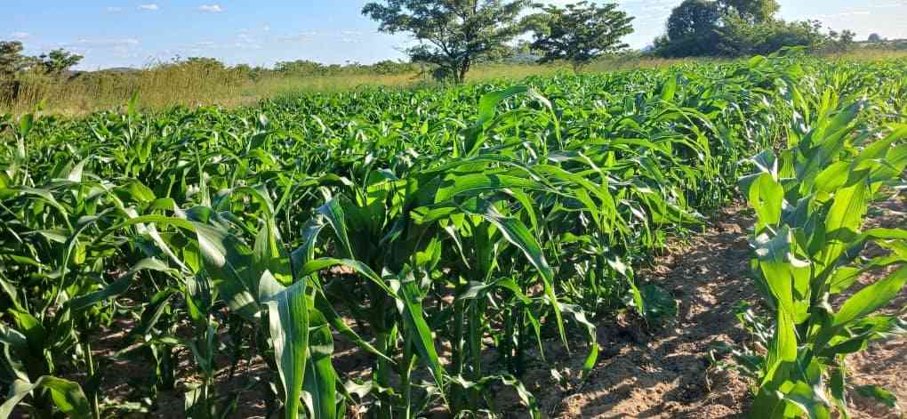 Insiza farming couple gets major boost
