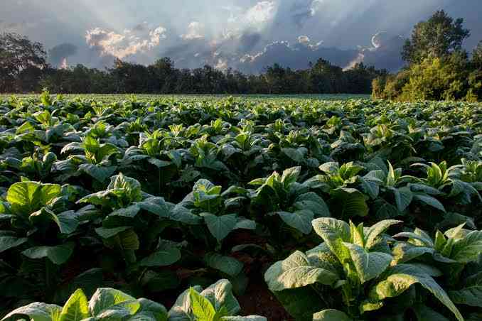 New farmers boost tobacco prospects in Matabeleland