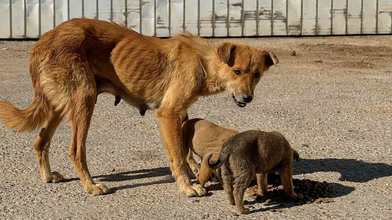 Hwange tightens laws on stray dogs