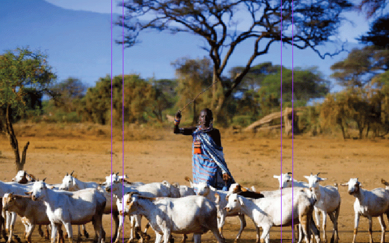 Goat rearing drives transformation in Binga