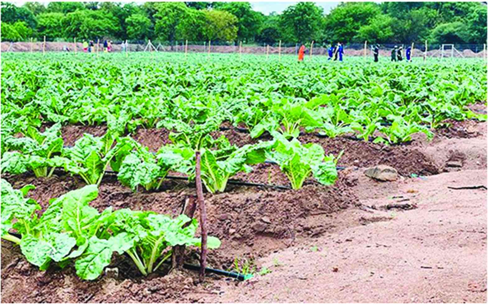 VBUs drive rural industrialisation in Gokwe