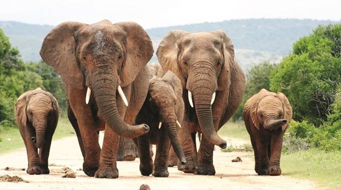 Hectares Lost, Warnings Ignored: The Scale of Binga's Elephant Emergency