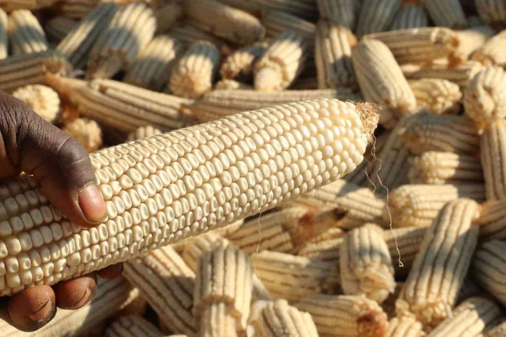 Security guards jailed over maize theft