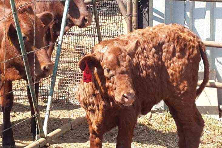 Livestock experts urge vigilance as deadly diseases ravage Bubi