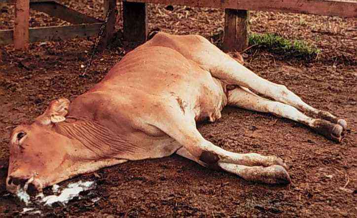 Cattle diseases ravage Nkayi, push farmers into poverty
