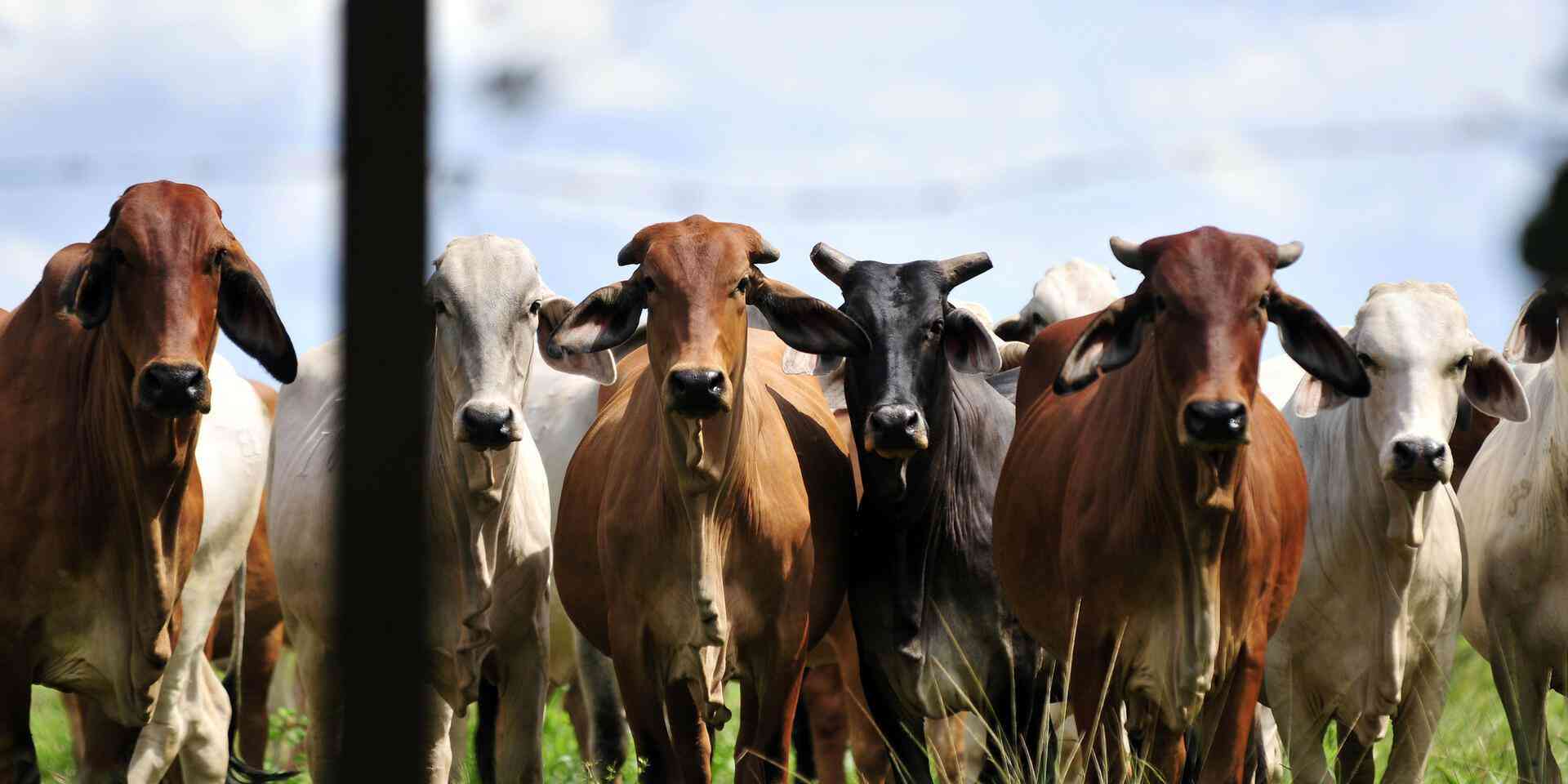 New livestock vaccine push in SA raises stakes for Zim farmers