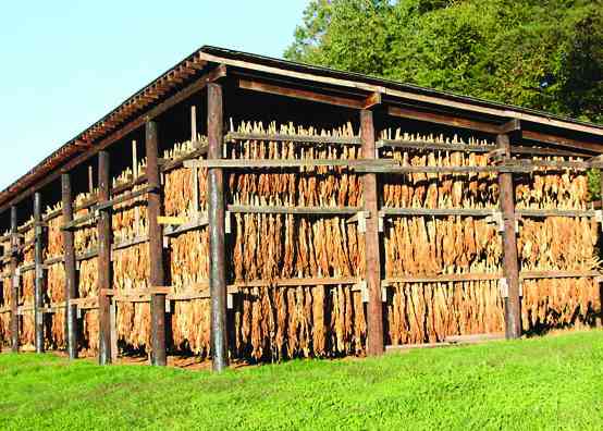 Matobo tobacco farmers trade smoke for sunshine