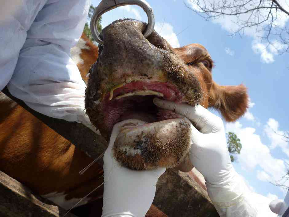 Nkayi FMD quarantine lifted after 18 months