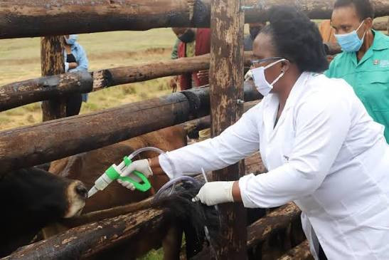 Insiza women’s groups receive US$3 000 agricultural boost