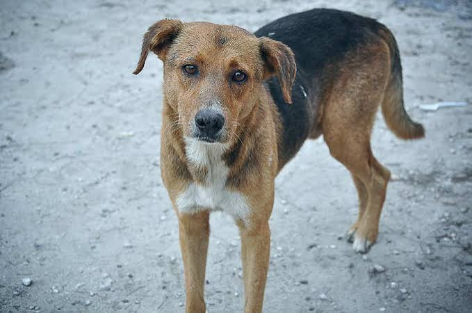 Stray dogs, filth and illegal kitchens raise alarm in Bulawayo