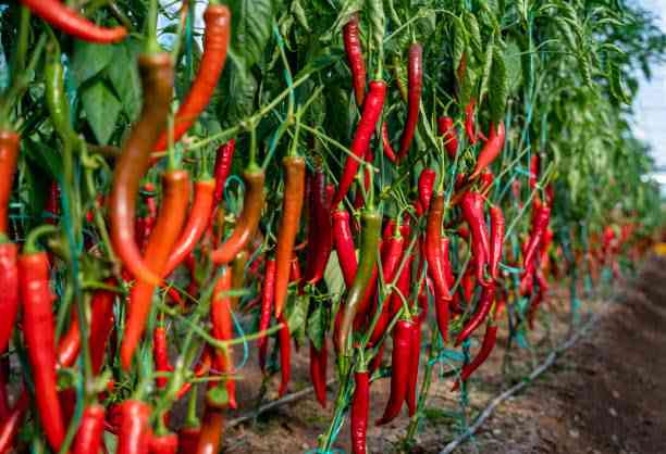 Chilli farming sweeps Lupane