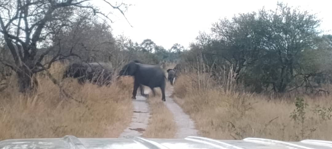 Corridor wars: Hwange’s fight for co-existence